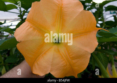 Solanaceae Datura candida `Angel`s Trumpet` Stock Photo